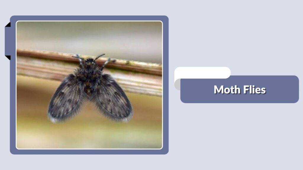 Moth Flies