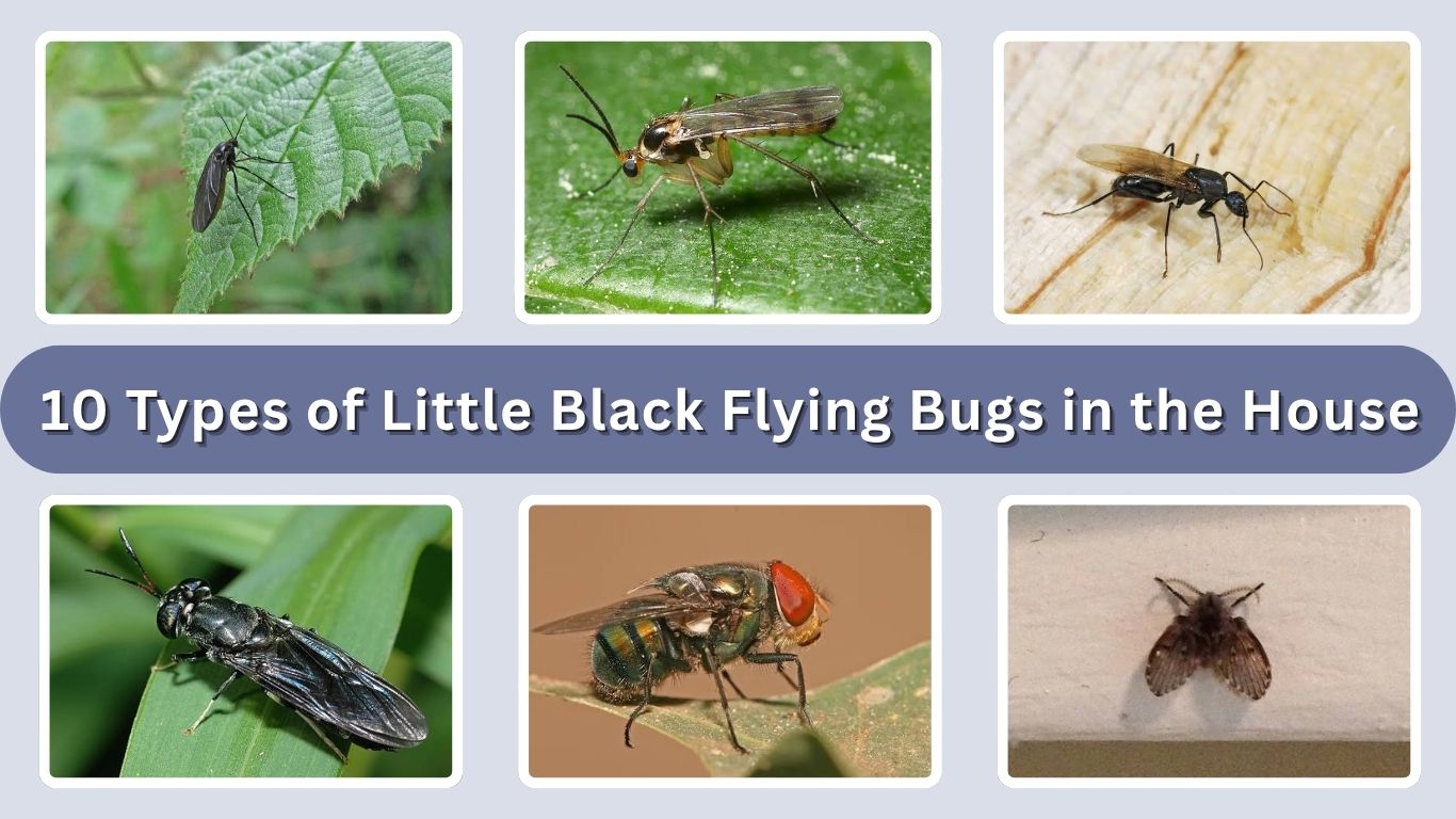 10 Types of Little Black Flying Bugs in the House: Id with Pictures