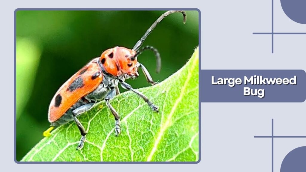 Large Milkweed Bug