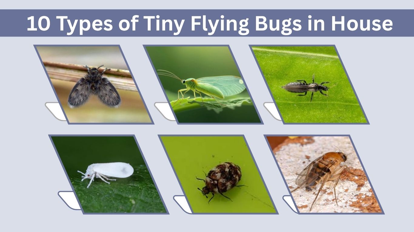 10 Types of Tiny Flying Bugs in House: Identification & Control