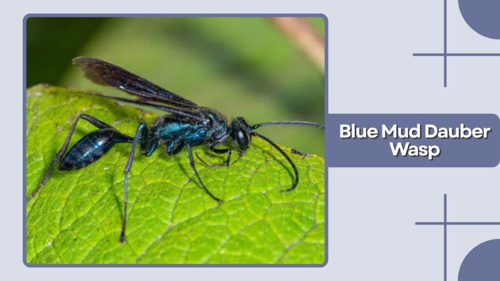 Blue Mud Dauber Wasp