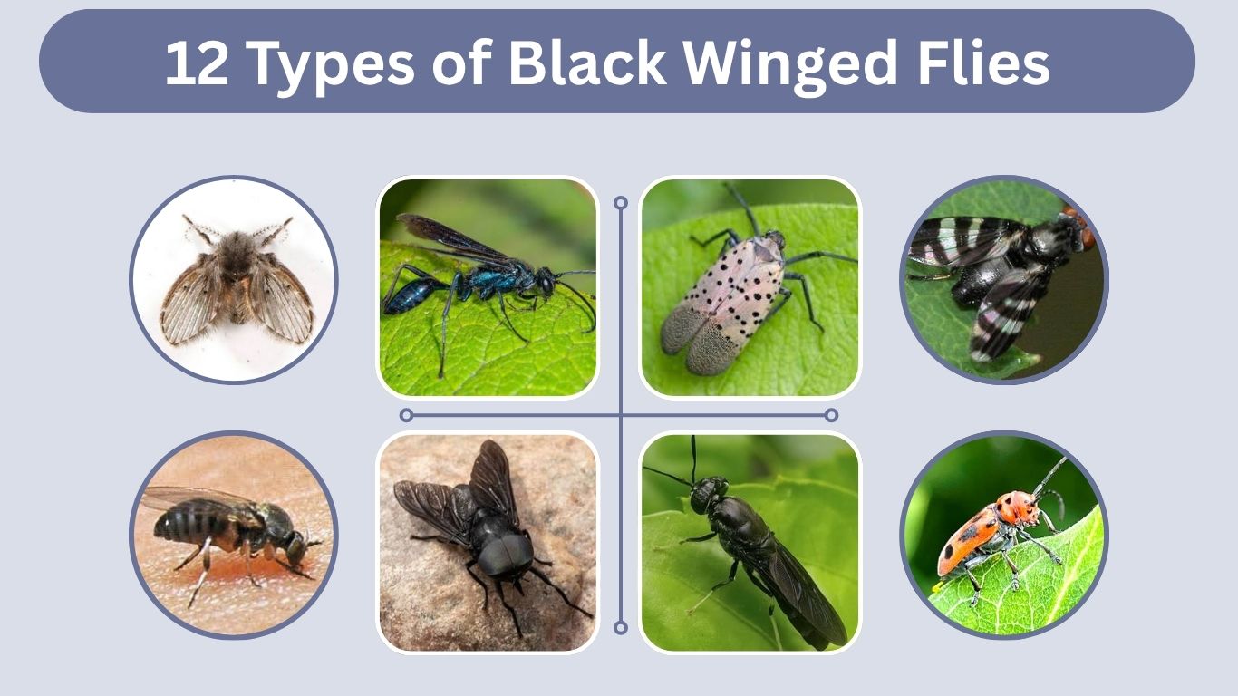 12 Types of Black Winged Flies: Identification with Pictures