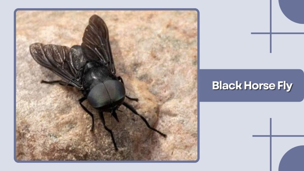 Black Horse Fly