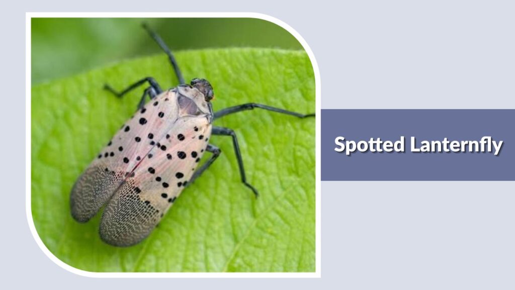 Spotted Lanternfly