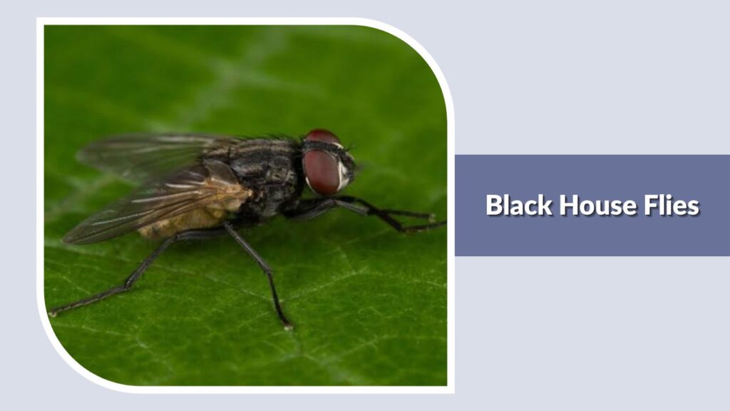 Black House Flies