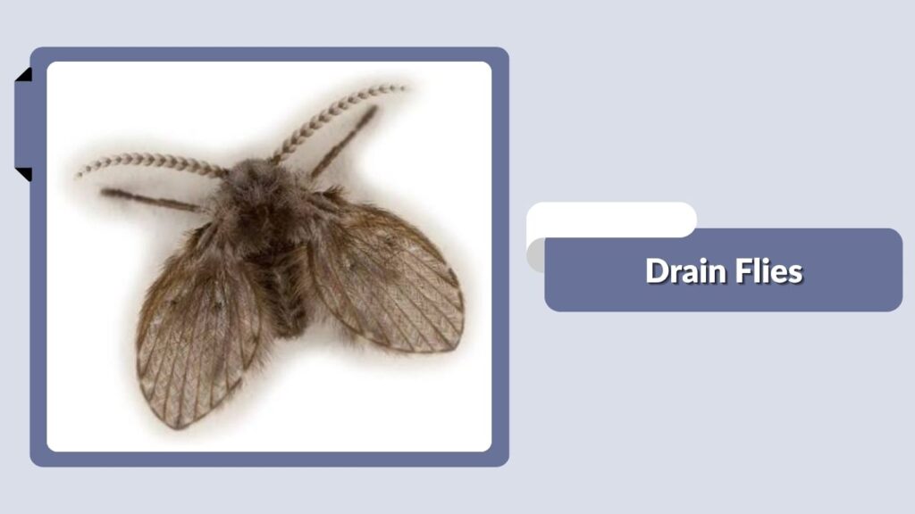 Drain Flies