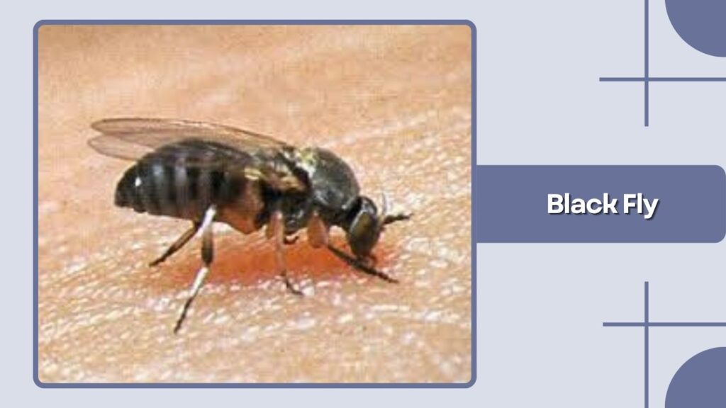 Black Fly
