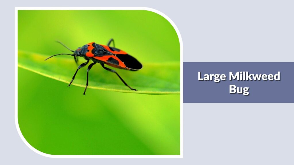 Large Milkweed Bug