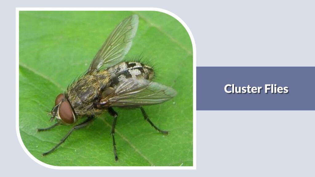 Cluster Flies