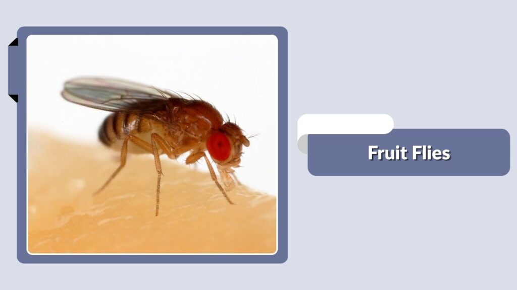 Fruit Flies