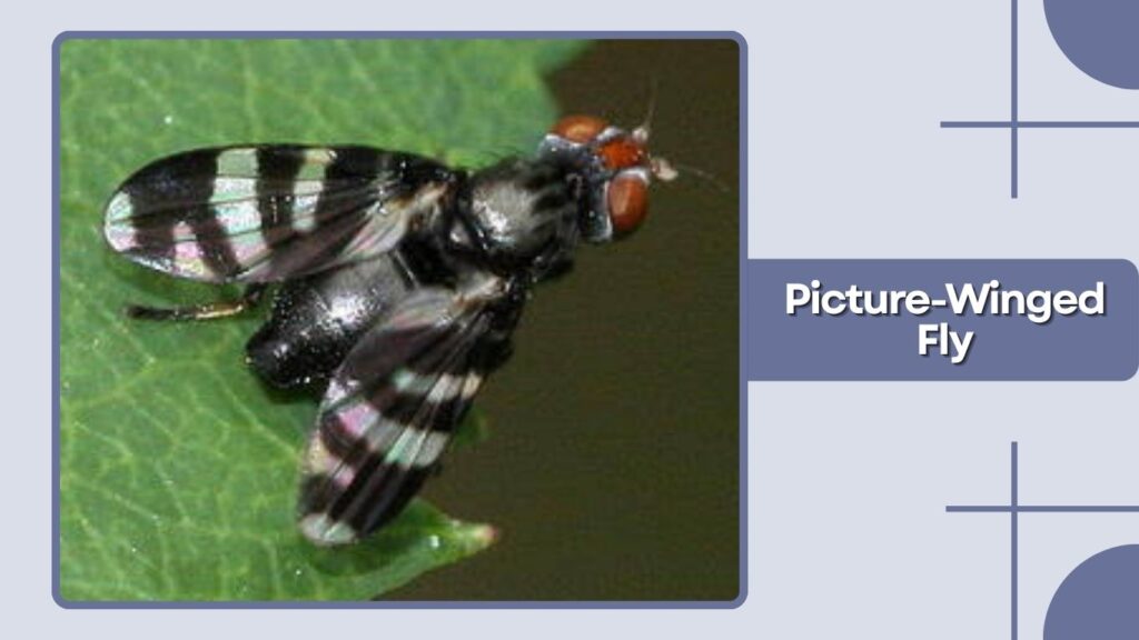 Picture-Winged Fly
