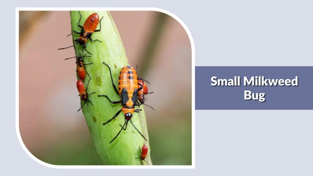 Small Milkweed Bug