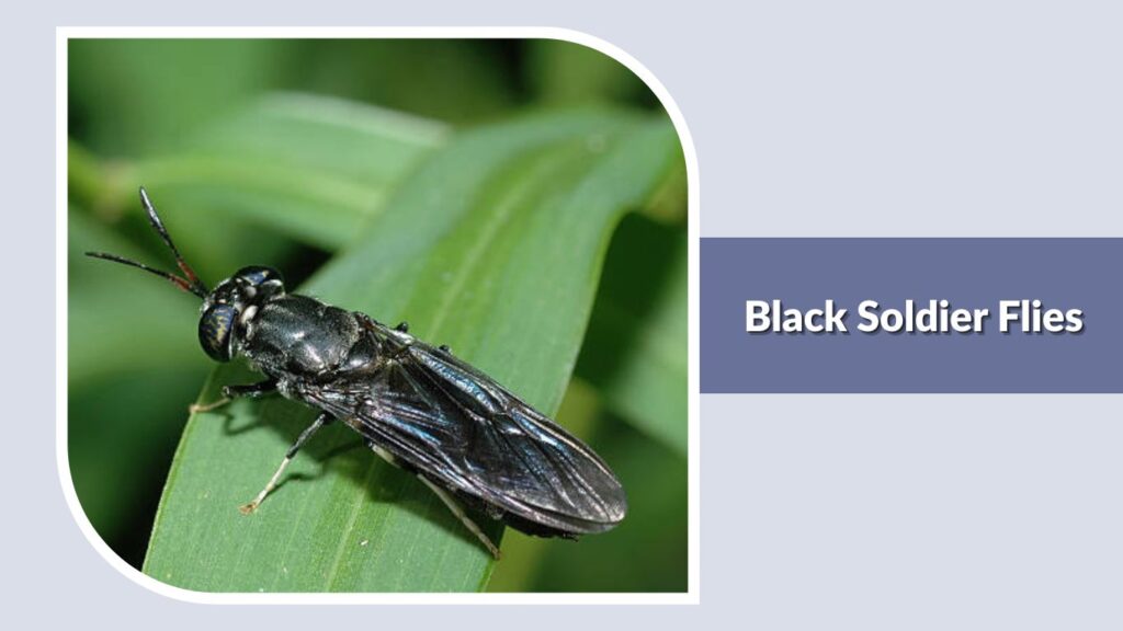 Black Soldier Flies