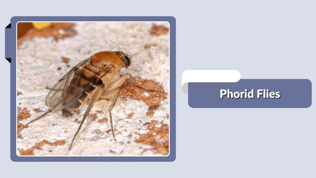 Phorid Flies