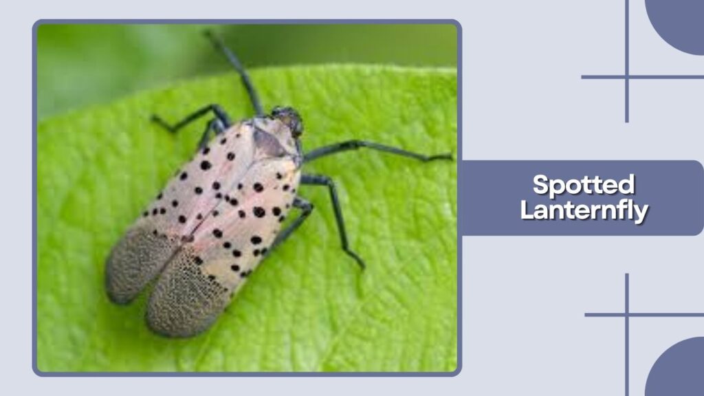 Spotted Lanternfly