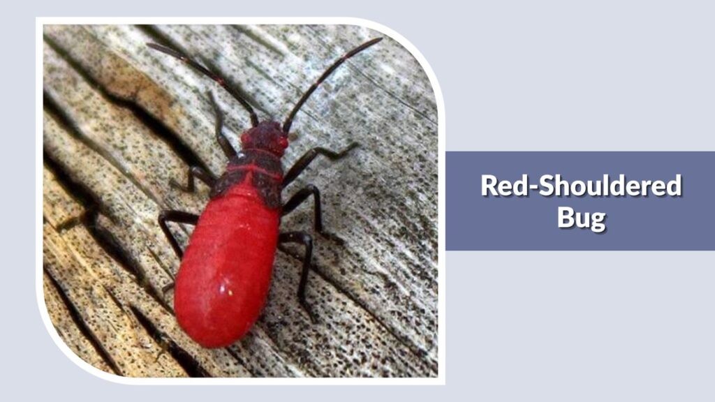 Red-Shouldered Bug
