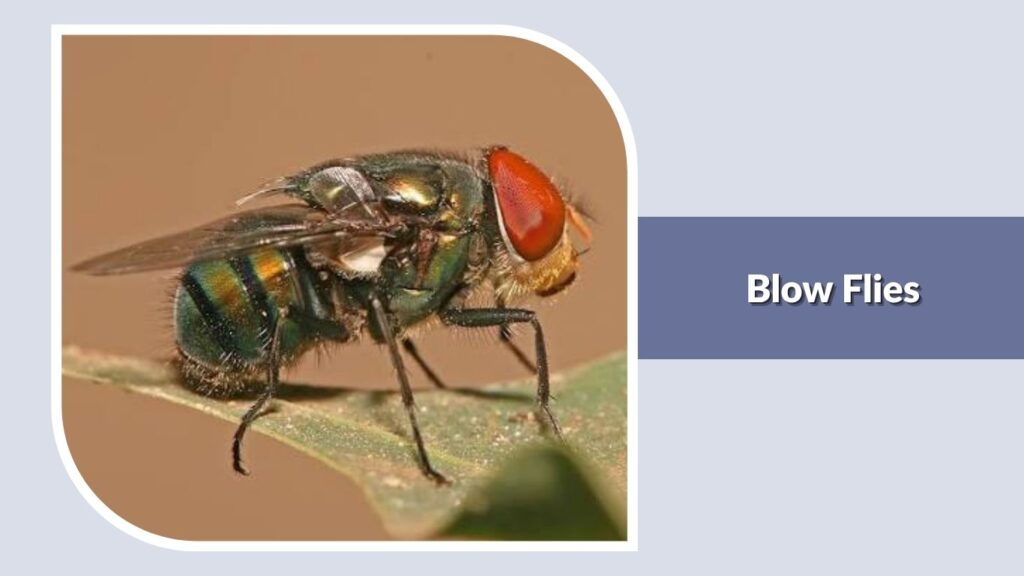 Blow Flies