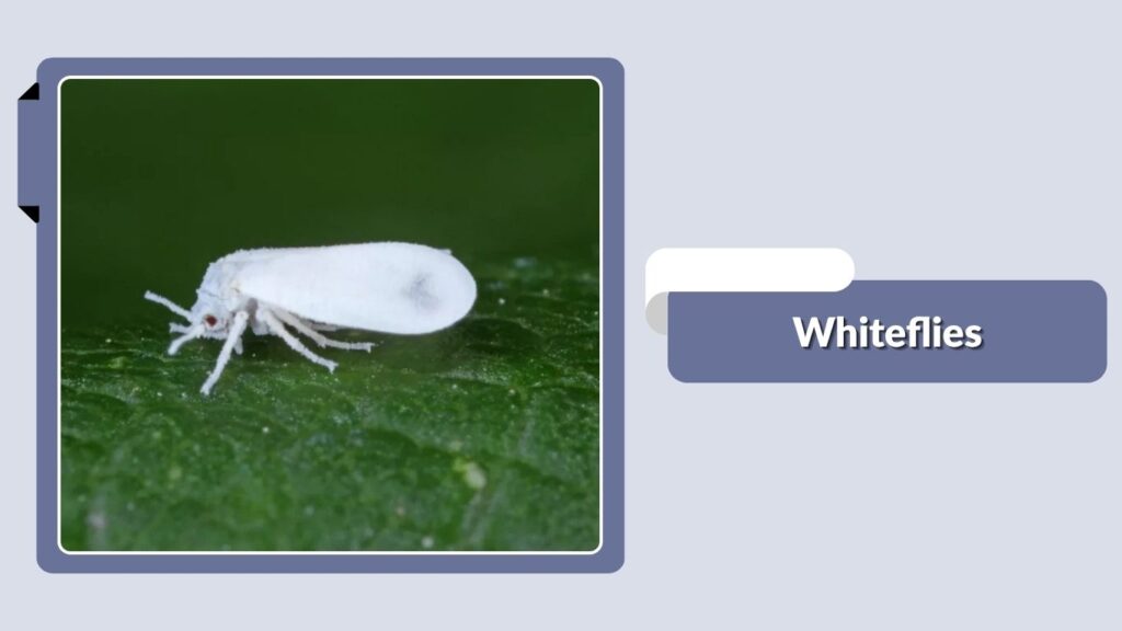  Whiteflies