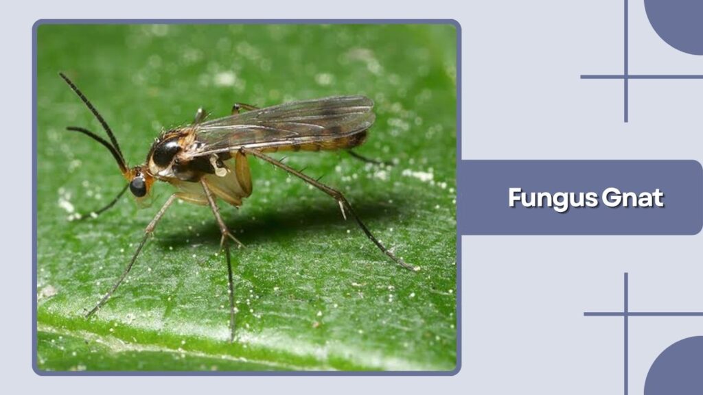 Fungus Gnat