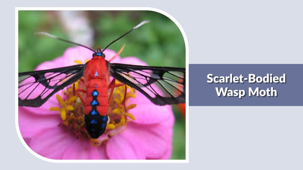 Scarlet-Bodied Wasp Moth