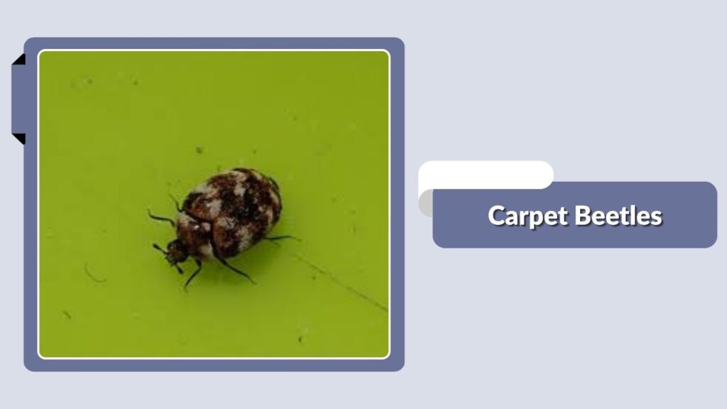 Carpet Beetles