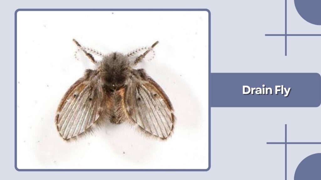 Drain Fly
