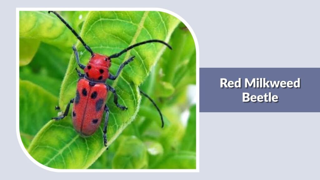 Red Milkweed Beetle