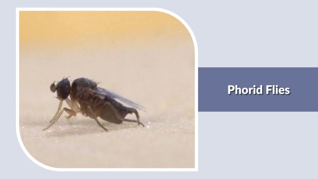  Phorid Flies