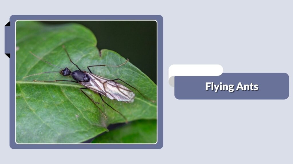 Flying Ants