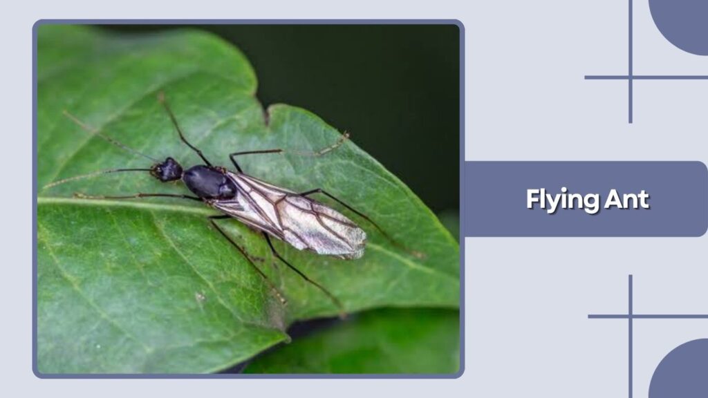 Flying Ant