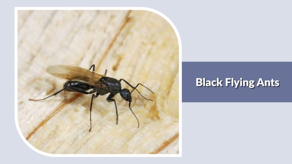 Black Flying Ants