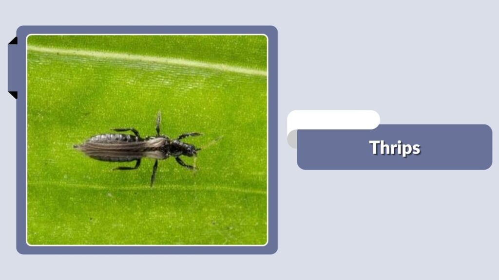Thrips