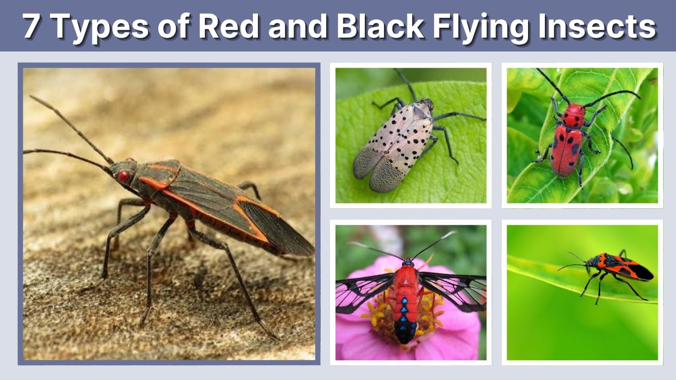 7 Types of Red and Black Flying Insects: Identification with Pictures 