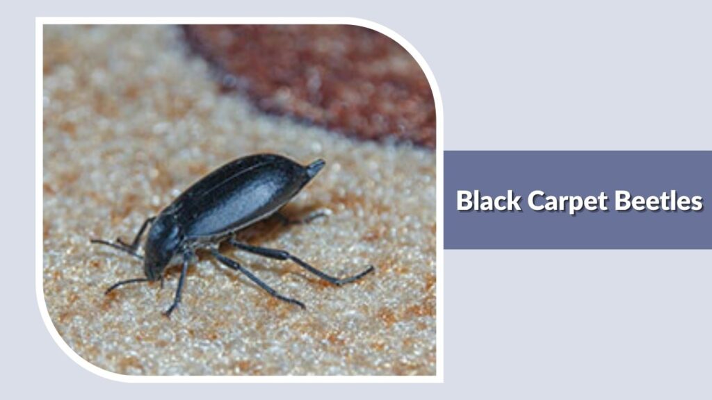 Black Carpet Beetles