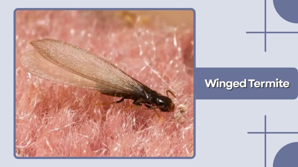 Winged Termite