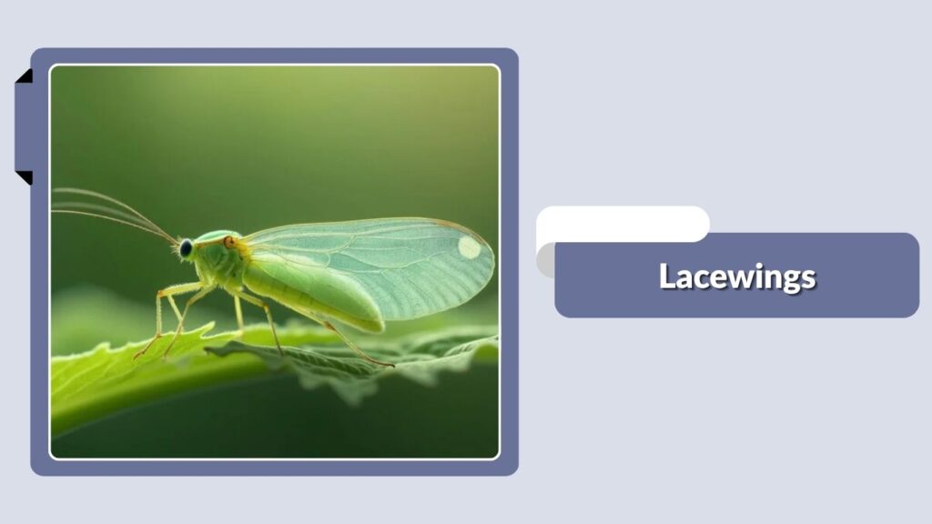 Lacewings