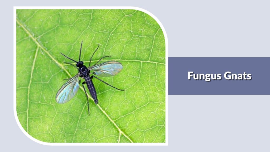 Fungus Gnats