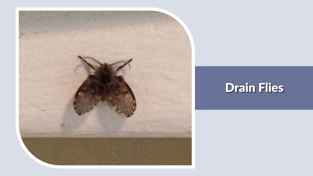 Drain Flies