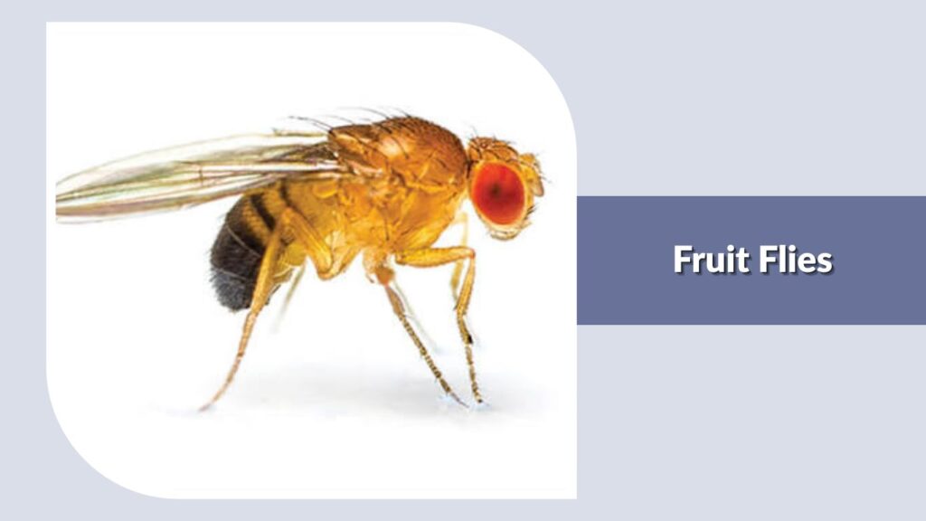 Fruit Flies