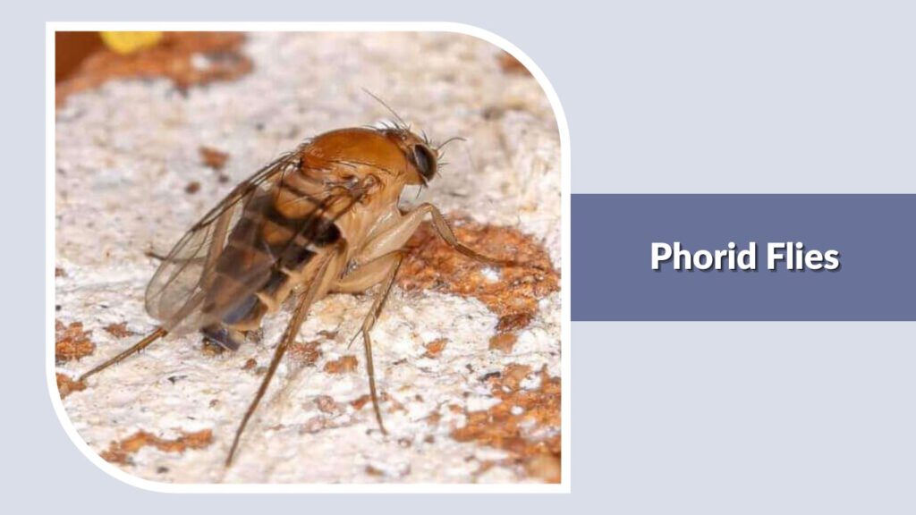 Phorid Flies