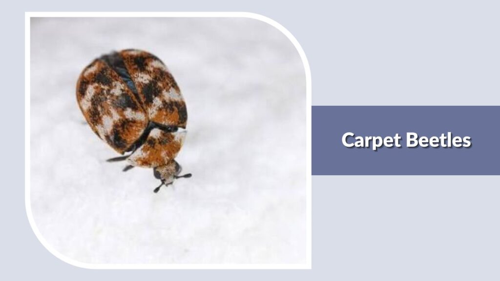 Carpet Beetles