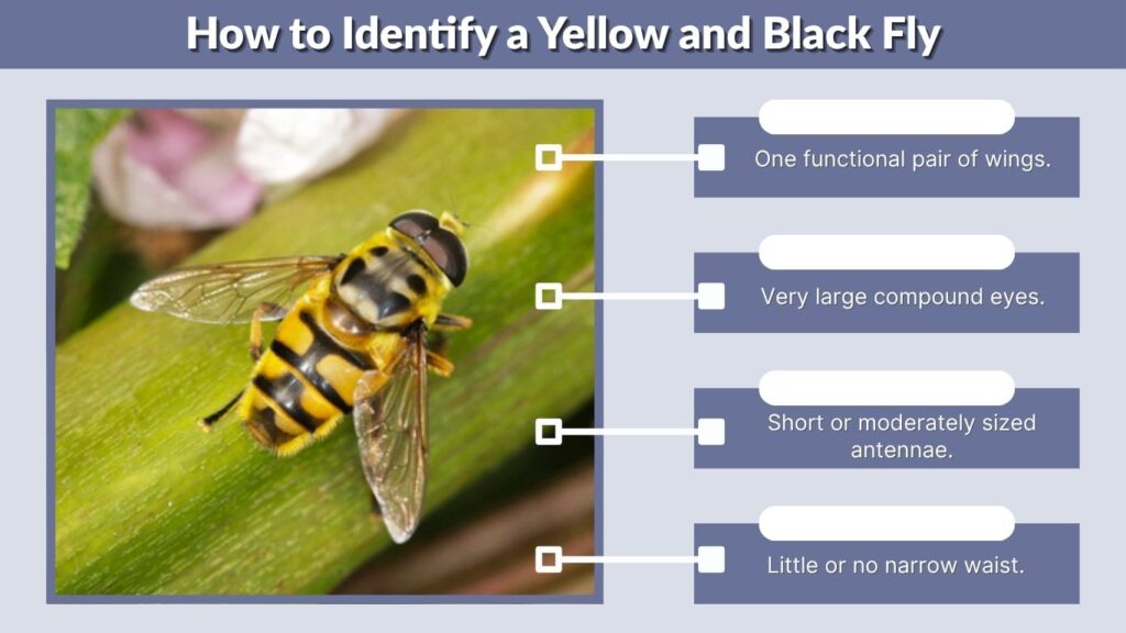 How to Identify a Yellow and Black Fly