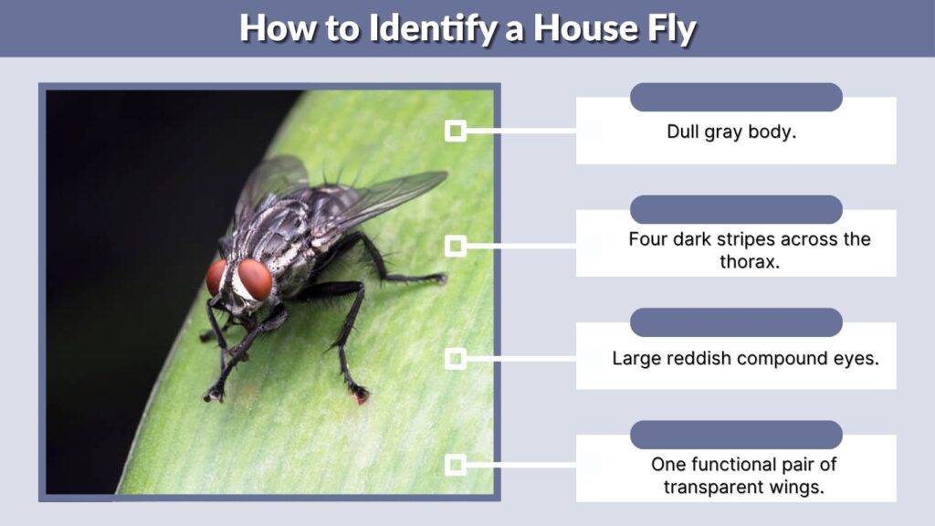 How to Identify a House Fly