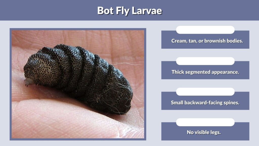 Bot Fly Larvae