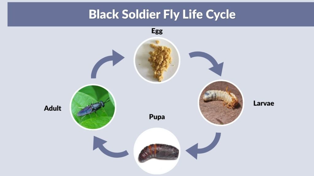 Black Soldier Fly Life Cycle