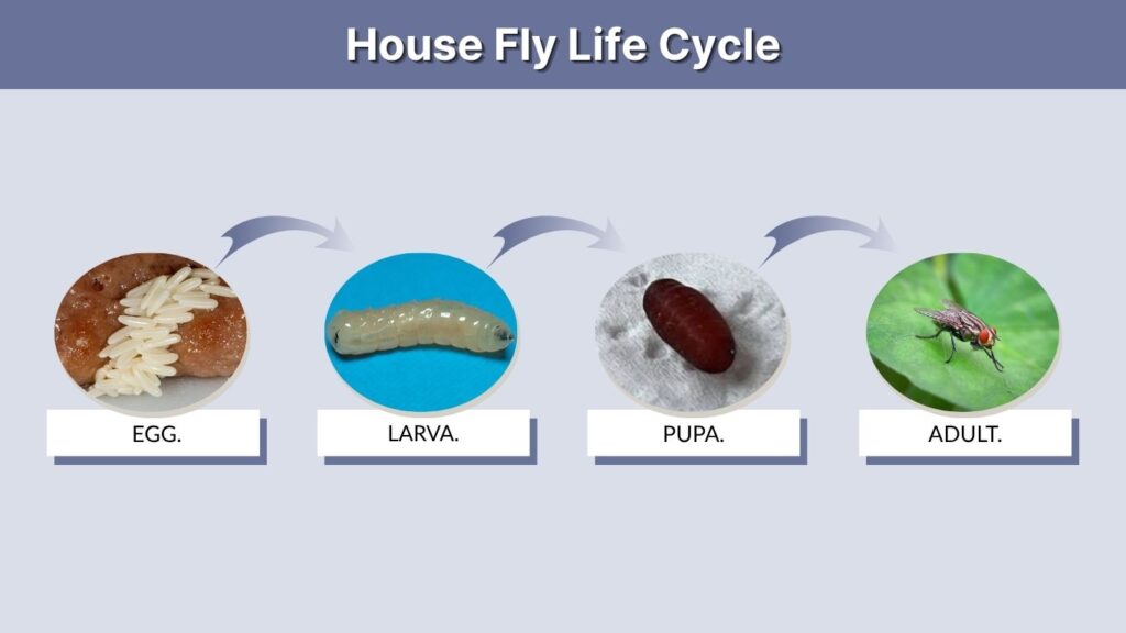 House Fly Life Cycle