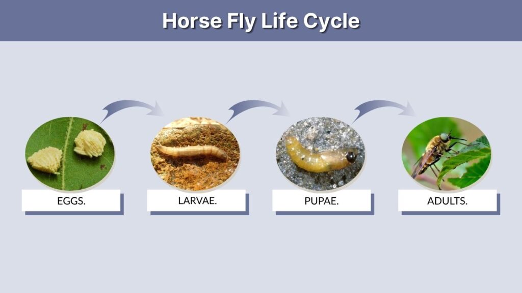 Horse Fly Life Cycle