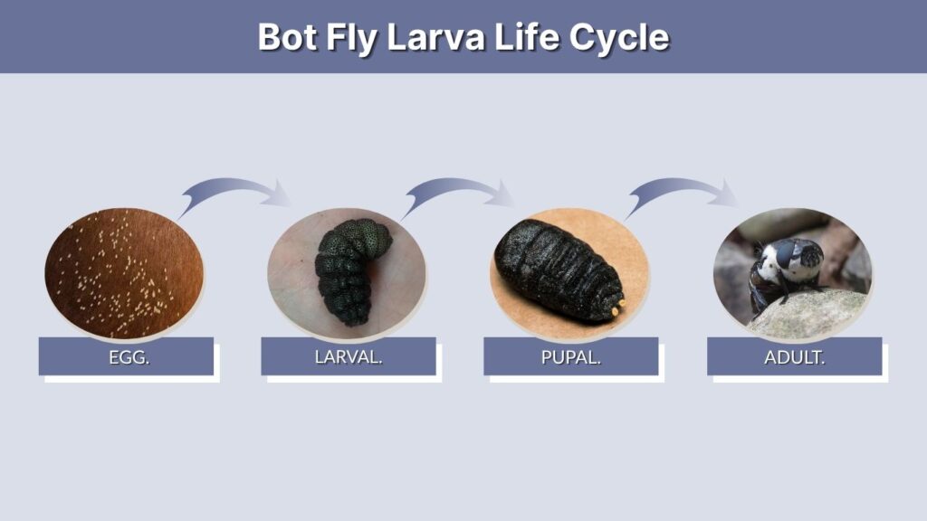 Bot Fly Larva Life Cycle