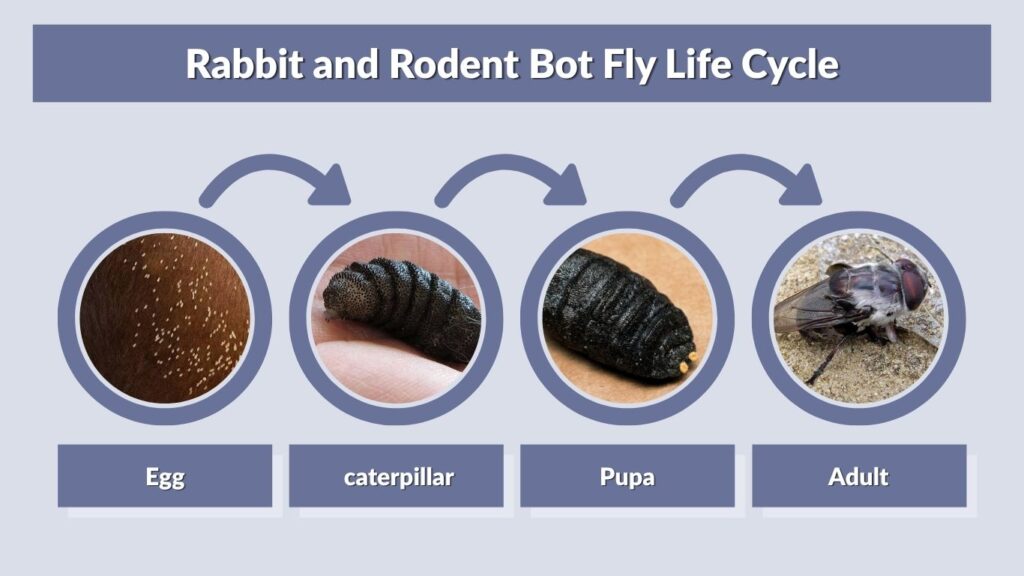 Rabbit and Rodent Bot Fly Life Cycle