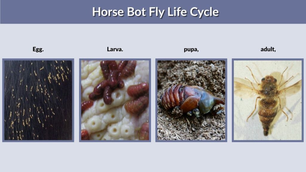 Horse Bot Fly Life Cycle
